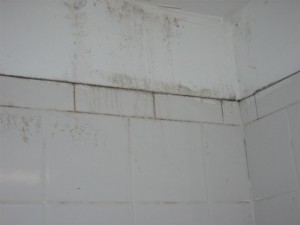 basement mold removal in kings county ny