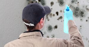 mold removal in Queens NY
