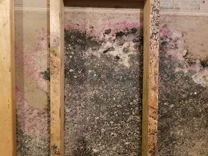 mold-removal-long-island-ny-a-m-shield-waterproofing-2