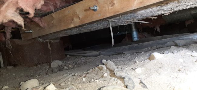3 Reasons to Keep Plants and Trees Away from Your Crawl Space